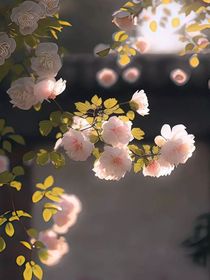 书与樱