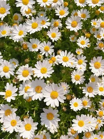 雏菊之夏