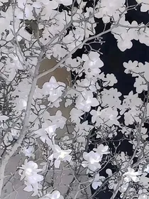 冥烟落