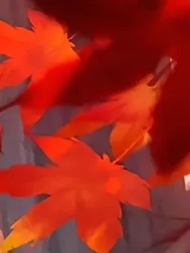 述观