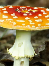 无限转生升级系统