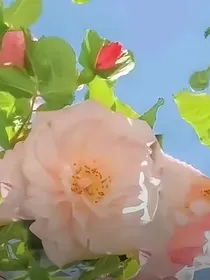 云过阳春花满飞