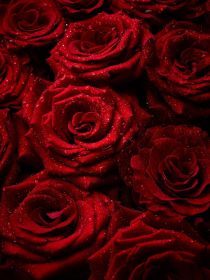 破冰行动：红玫瑰