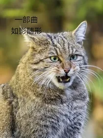 猫武模拟