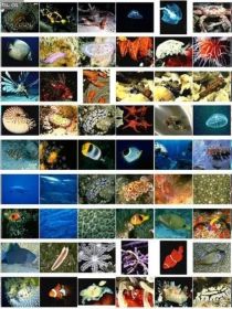 世界生物千千万海洋生物占一半