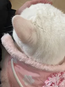 玲玲系统