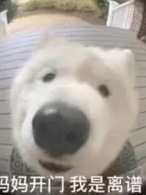 发疯文学城
