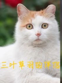 猫武士——三叶草羽的伴侣