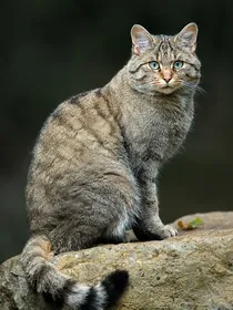 猫武士自编小说——硝烟四起