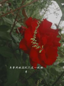 星海沉浮