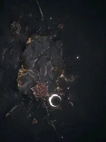 重返庄园：逃离破碎结局
