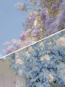 紫藤萝与白玫瑰