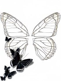 东卍：黑色的蝶