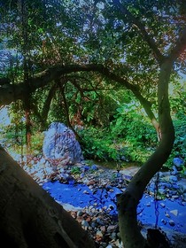 榕树下约定