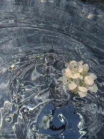 一千零一葉