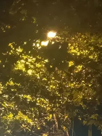 穿到原神我开心死了