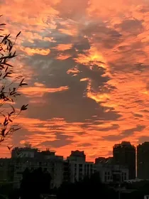 娇阳而生