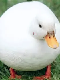 自尘埃中