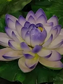 莲花楼后续篇