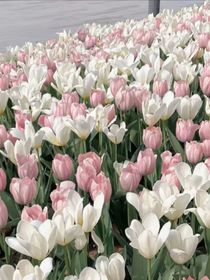 花开叶落时