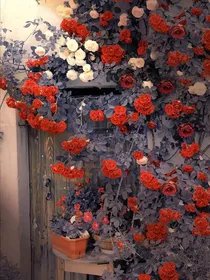 蔷薇花房