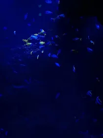 前边有星海