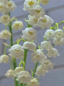 景如初见