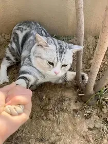 莲花楼：假如李相显没有死