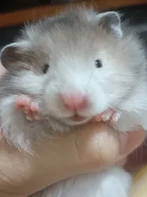 金丝熊