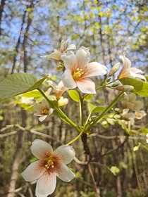 我在凡间拐走历劫大神