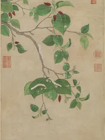 菖蒲花