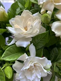 （那年的栀子花）