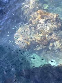 叶罗丽X禁忌浮沉