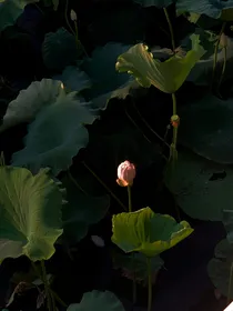 元夕有所梦