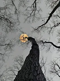 凡尘毒事
