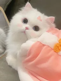 记忆里的黑天鹅