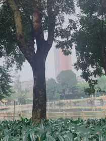 风起思玫瑰