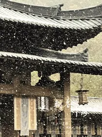 云之羽：林间鸟