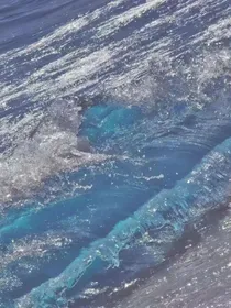 花与海
