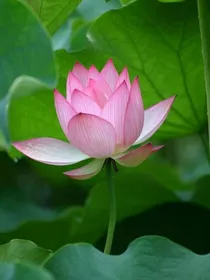莲花楼同人，予独爱莲