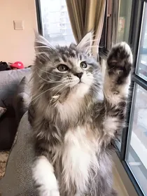 凹凸：猫猫日记