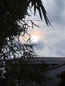 山月洄游