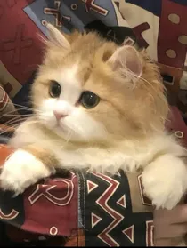 相思何所托