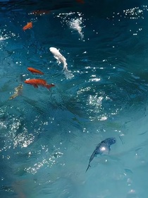 人鱼定情鳞片