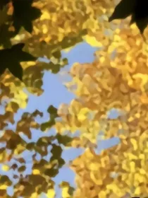 悸桉兮瑾