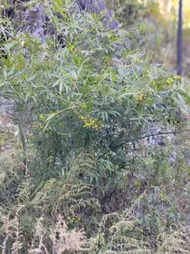 女扮男装后我成了所有人的白月光