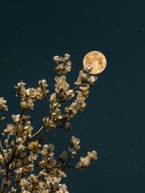 云之羽：花满世，月侵衣
