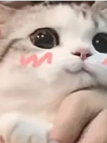 恋爱脑和高冷女神