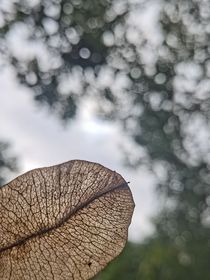 手中的硬币
