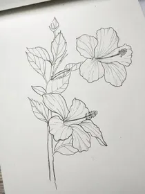 槿花寄凌安